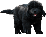st�n�
