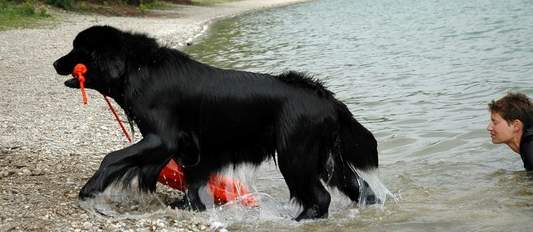 Dasty od Trojsk� sk�ly