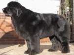 Grand Champ.�R KITY CONY od Trojsk� sk�ly