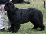 Junior Champ.Nesie Bonnie od Trojsk� sk�ly
